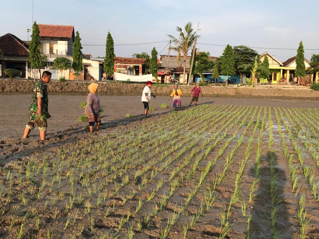 Babinsa Sendangrejo Terjun ke Sawah