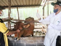 30 Sapi di Mojokerto Sembuh dari PMK