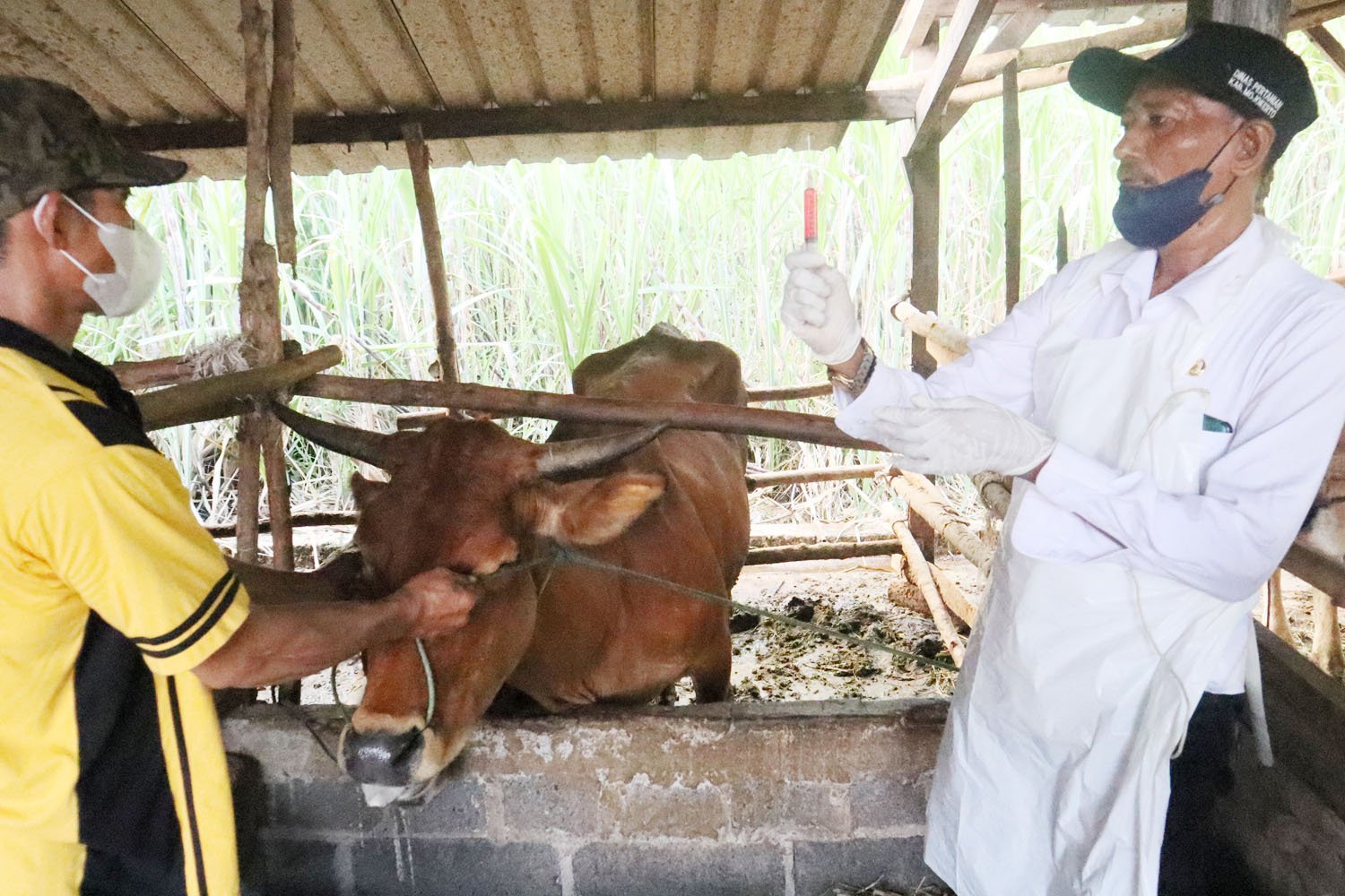30 Sapi di Mojokerto Sembuh dari PMK