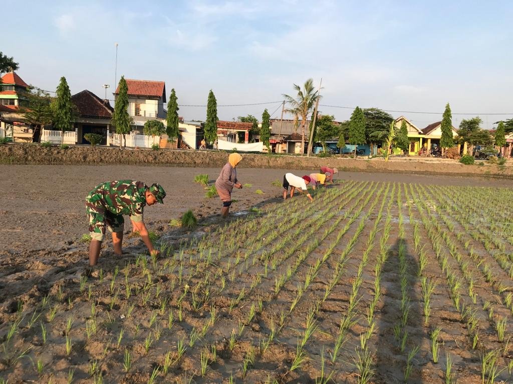 Babinsa Sendangrejo Terjun ke Sawah