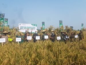Gebyar Panen Padi Mojokerto, Global Wakaf, ACT dan YP3I: 1 Hektar Minimal 12 Ton