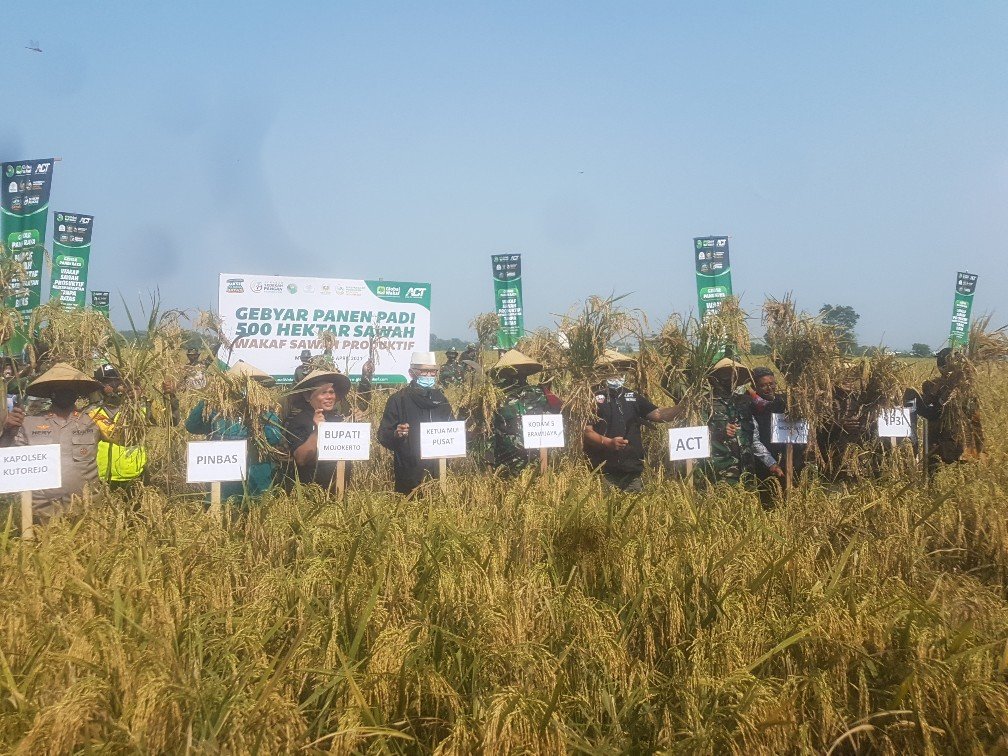 Gebyar Panen Padi Mojokerto, Global Wakaf, ACT dan YP3I: 1 Hektar Minimal 12 Ton