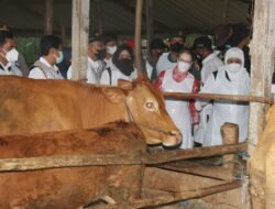 Khofifah Tinjau Penanganan Sapi Positif PMK di Desa Gunungsari Mojokerto