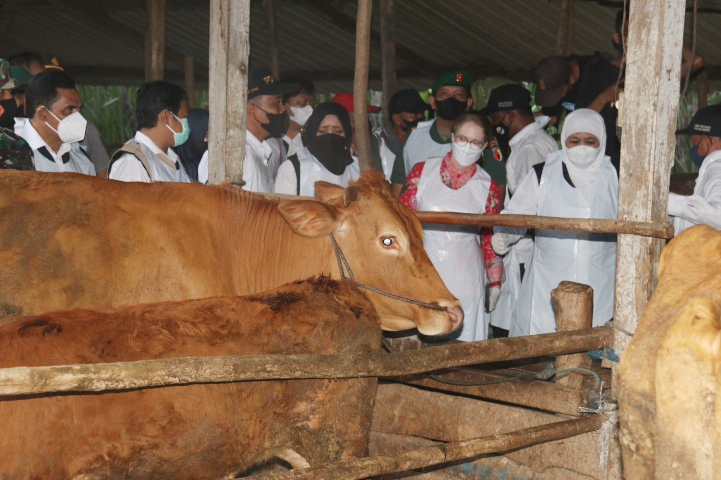 Khofifah Tinjau Penanganan Sapi Positif PMK di Desa Gunungsari Mojokerto