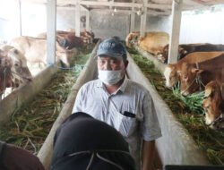 Jual Beli Hewan Ternak di Mojokerto Bisa Lewat Aplikasi Tumbas