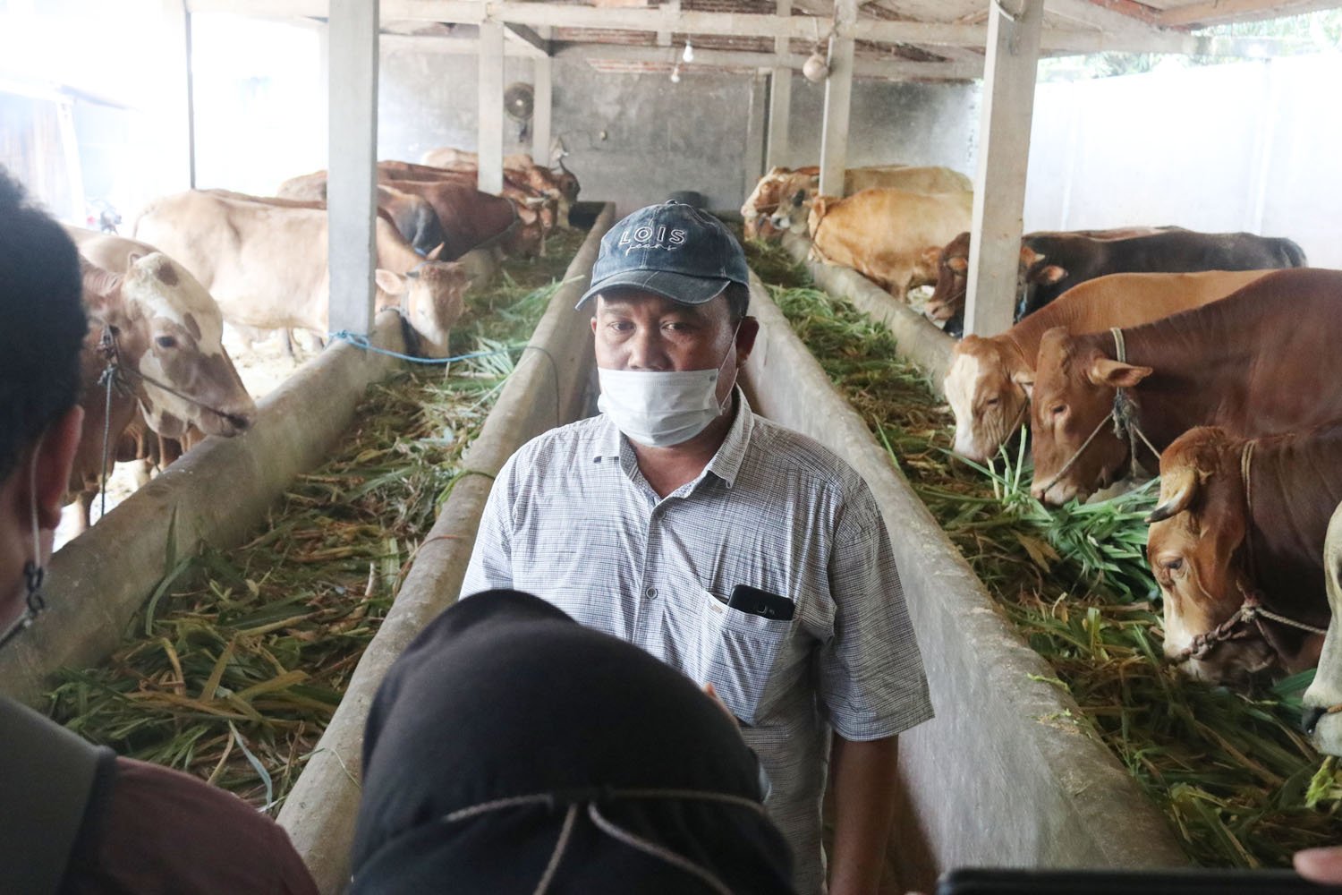 Jual Beli Hewan Ternak di Mojokerto Bisa Lewat Aplikasi Tumbas