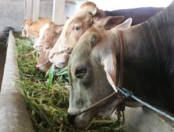 Update PMK 13 Mei di Mojokerto, Angka Kesembuhan Sapi Merangkak Naik