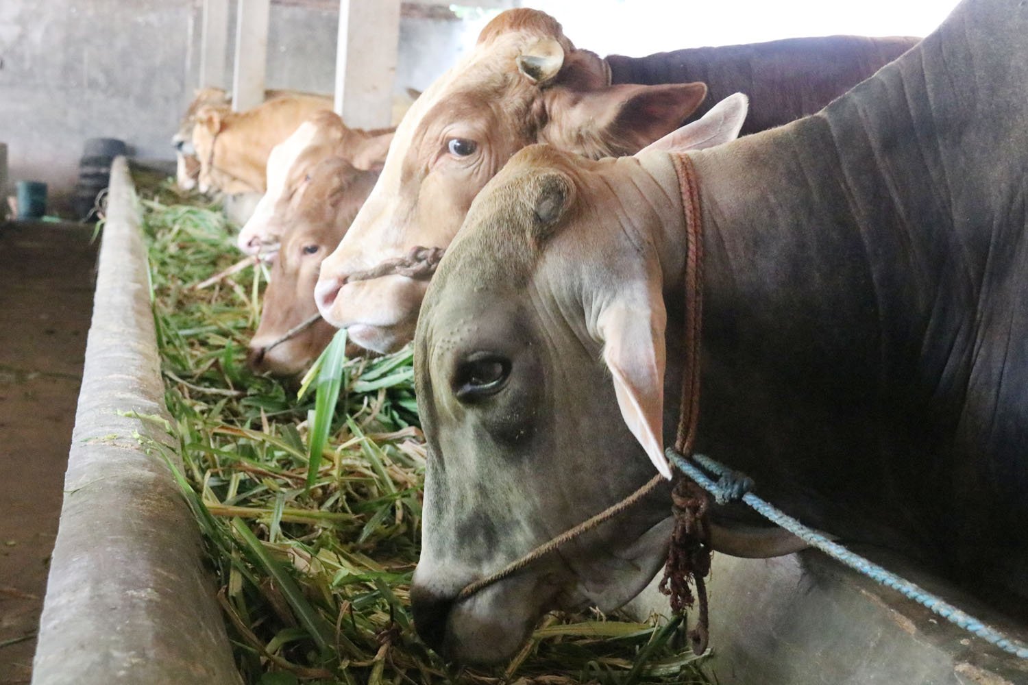 Update PMK 13 Mei di Mojokerto, Angka Kesembuhan Sapi Merangkak Naik