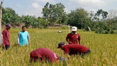 Dinas Ketahanan Pangan dan Pertanian Ngawi Galakkan Program IPDMIP