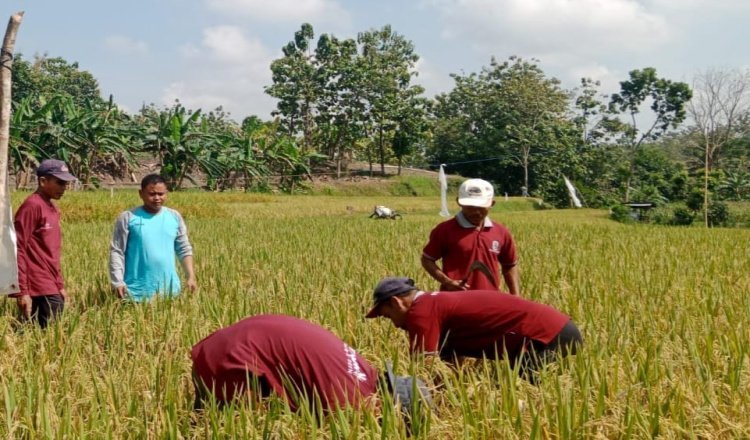 Dinas Ketahanan Pangan dan Pertanian Ngawi Galakkan Program IPDMIP