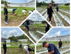 WBP Lapas Dharmasraya Giat Rawat Kebun Cabai: Bentuk Pembinaan Produktif untuk Wujudkan Ketahanan Pangan