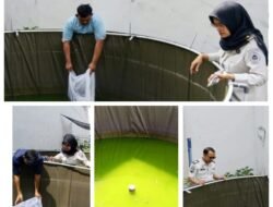 Rutan Kota Agung Tebar 1.500 Benih Ikan Nila, Dorong Ketahanan Pangan dan Kemandirian Warga Binaan