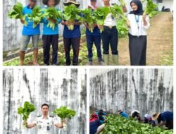 Dari Balik Tembok Lapas, Warga Binaan Kotaagung Panen 30 Kg Sawi untuk Dukung Ketahanan Pangan