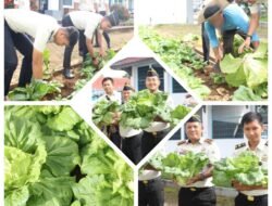 Panen Sawi Warga Binaan, Lapas Kelas IIB KotaAgung Wujudkan Pembinaan Produktif dan Kemandirian Berkelanjutan