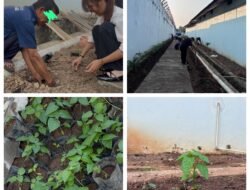Lapas Kelas IIA Kalianda Tanam Cabai Bersama WBP, Perkuat Pembinaan Kemandirian Berbasis Produktivitas