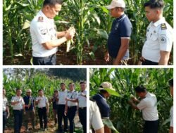 Jelang Panen Raya, Rutan Kelas IIB Sukadana Pastikan Tanaman Jagung Tumbuh Optimal di Tengah Kemarau Panjang