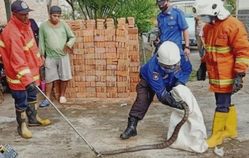 Ular Kobra dan Sanca Kembang Hantui Warga Mojokerto