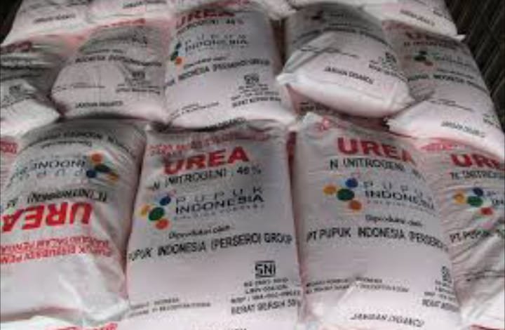 Pupuk langka di Gedong Tataan Pesawaran Lampung membuat Petani menjerit