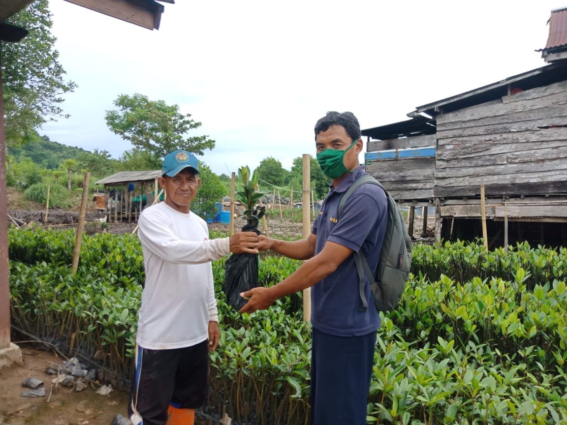 Buah Mangrove Jenis Bruguera Bisa untuk Dibuat Makanan Dodol
