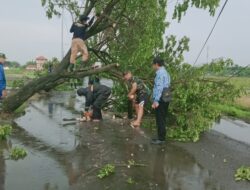 Sinergi Pos Ramil Mojoanyar-Forpimka-BPBD-Relawan Evakuasi Pohon Tumbang