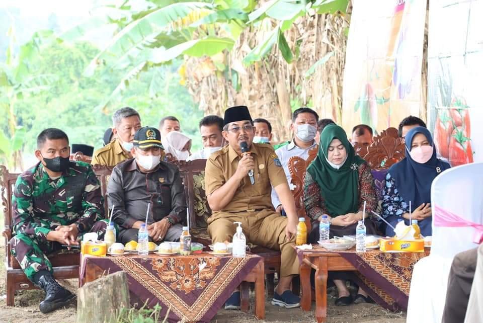 Ketua DPRD H. Abdullah Hadiri Panen Raya Cabe Desa Lubuk Terentang