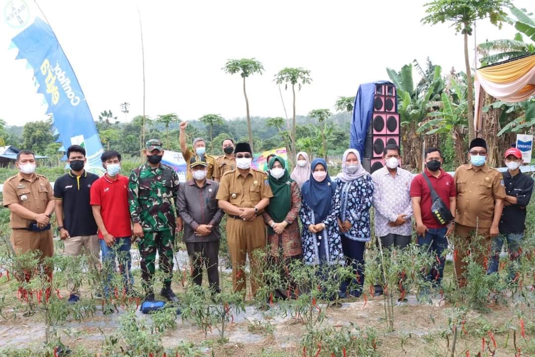 Bupati Anwar Sadat, Ketua DPRD dan Dandim Lakukan Panen Raya Cabe di Desa Lubuk Terentang