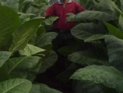 Antara Tembakau dan Pesantren, Simak Persamaannya