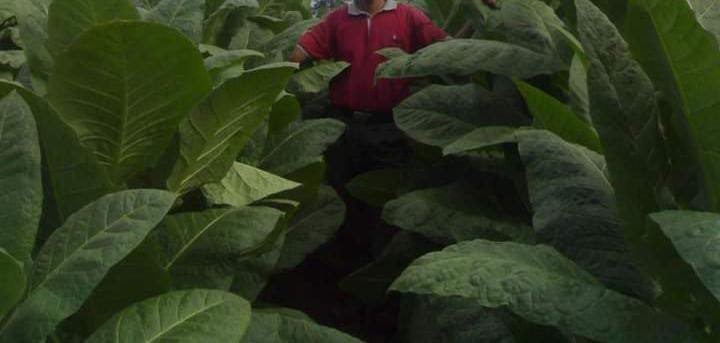 Antara Tembakau dan Pesantren, Simak Persamaannya