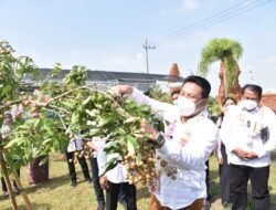 Desa Wisata Kelengkeng di Sidoarjo Bagikan 500 Bibit Gratis Untuk Warganya