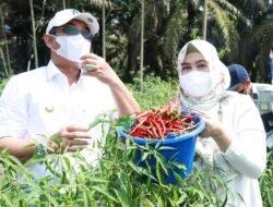 Bupati Anwar Sadat Panen Cabai Perdana di Kebun Percontohan Tebing Tinggi