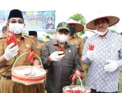 Ketua DPRD Tanjabbar Hadiri Panen Raya Cabe Desa Lubuk Terentang