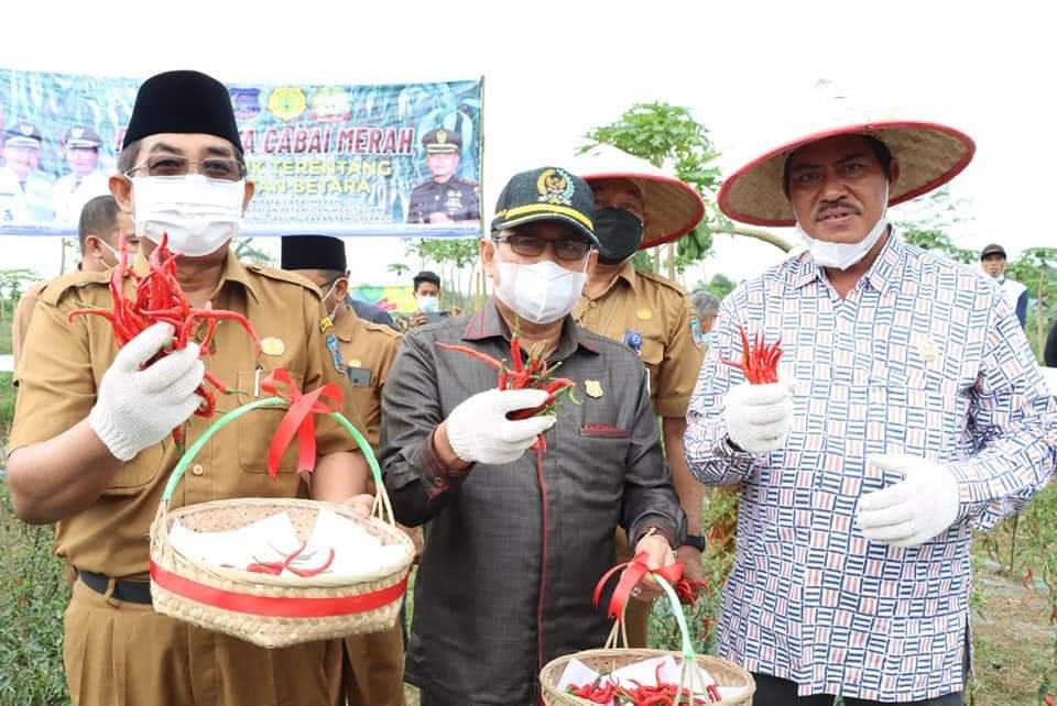 Ketua DPRD Tanjabbar Hadiri Panen Raya Cabe Desa Lubuk Terentang