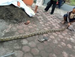 Penemuan Ular Sanca Kembang Gegerkan Warga Dusun Keputran Desa Kemantren Tulangan