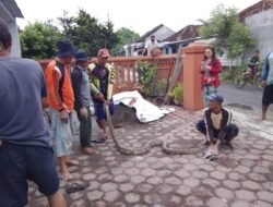 Penemuan Ular Sanca Kembang Gegerkan Warga Dusun Keputran Desa Kemantren Tulangan