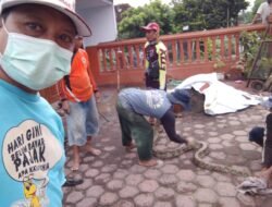 Penemuan Ular Sanca Kembang Gegerkan Warga Dusun Keputran Desa Kemantren Tulangan