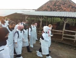 Wabah PMK, Danramil Dawarblandong Dampingi Gubernur Jatim Tinjau Peternakan Sapi