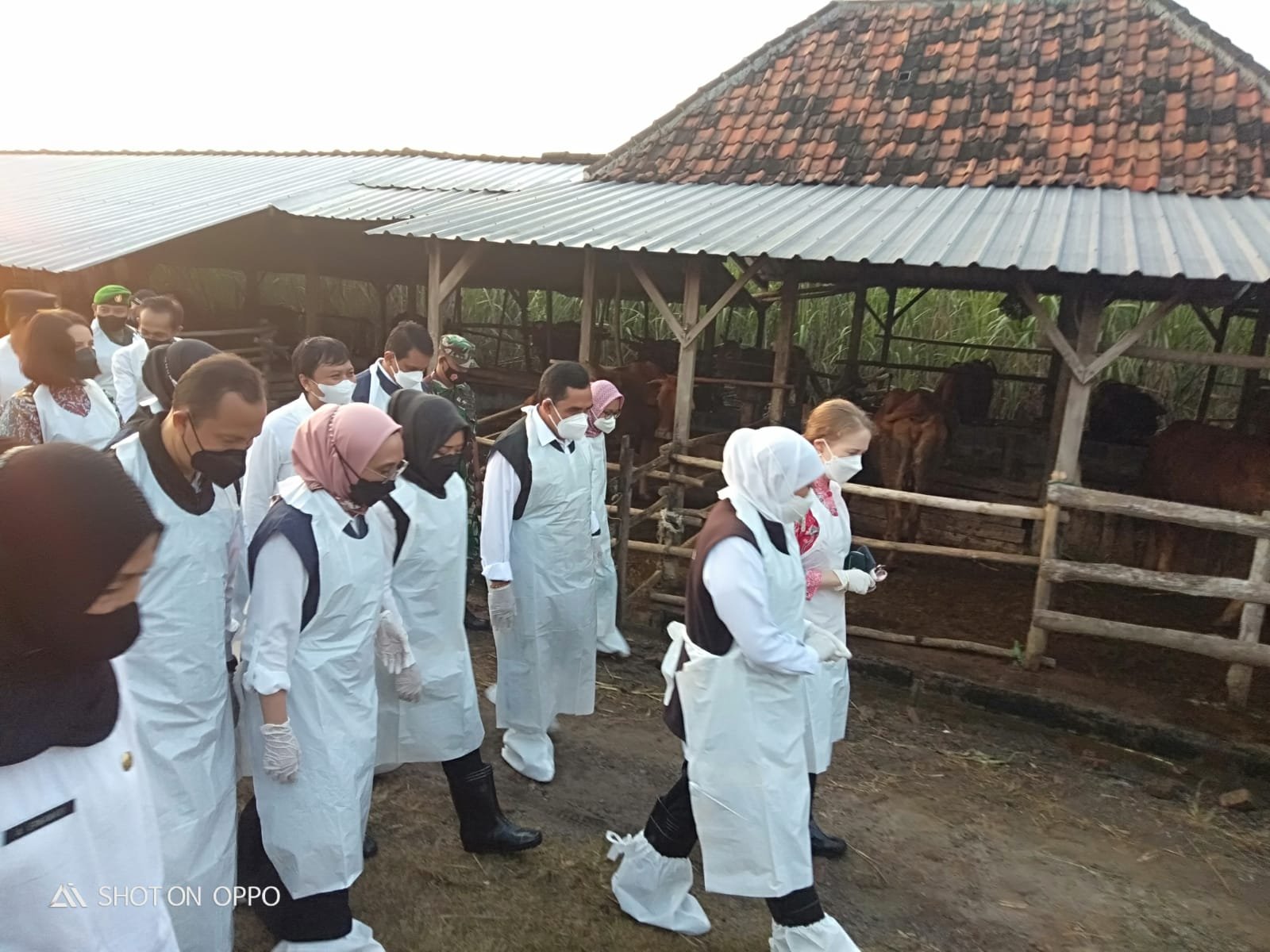 Wabah PMK, Danramil Dawarblandong Dampingi Gubernur Jatim Tinjau Peternakan Sapi