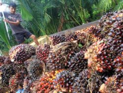 Petani dan Pengusaha Kelapa Sawit di Lampung Apresiasi Pemerintah Buka Kembali Ekspor Migor dan CPO