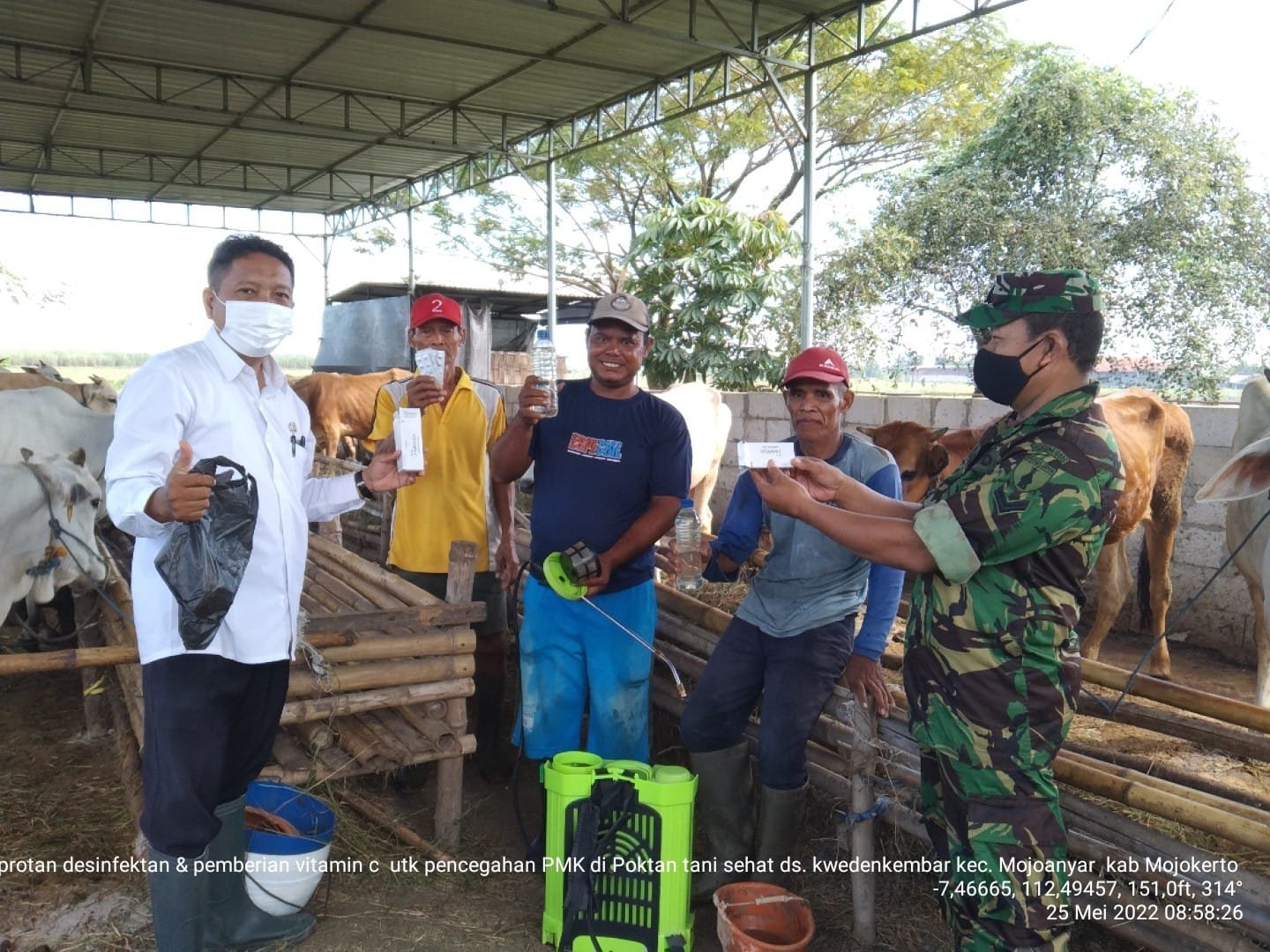 Babinsa Pos Ramil Mojoanyar Turun Langsung Bersama BPP Bagikan Vitamin Bagi Peternak