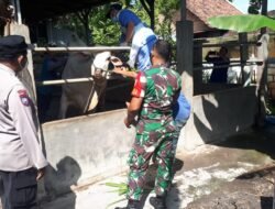 Koramil Gedeg Dampingi Distan Lakukan Pengobatan Hewan Ternak Terinfeksi PMK