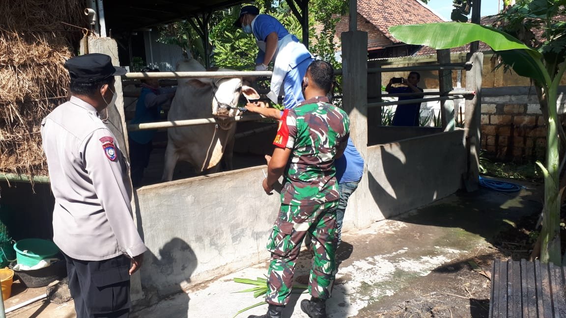 Koramil Gedeg Dampingi Distan Lakukan Pengobatan Hewan Ternak Terinfeksi PMK