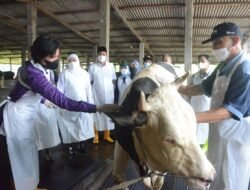 Bupati Sidoarjo dan Gubernur Jawa Timur Memastikan Hewan Ternak Sidoarjo Tervaksin PMK