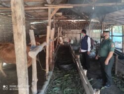 Jelang Hari Raya Idul Adha, Koramil Kemlagi Bersama UPT Distan Gencar Semprot Kandang Sapi