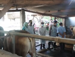 Kapolresta Sidoarjo Cek Suntikan Vaksin dan Vitamin pada Sapi