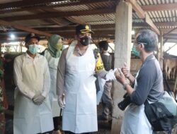 Kapolresta Sidoarjo Cek Suntikan Vaksin dan Vitamin pada Sapi