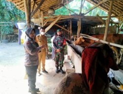 Kapolres Lampung Tengah Perintahkan Langsung Kepada Polsek Dan Jajaran Dalam Pengawasan PMK Pada Hewan Ternak