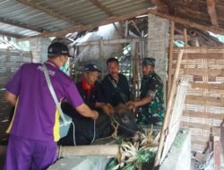 Cegah dan Kendalikan PMK Babinsa Koramil Jajaran Kodim Mojokerto Bersama Distan Lakukan Vaksinasi Aftoper dan Pemberian Vitamin