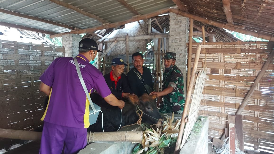 Cegah dan Kendalikan PMK Babinsa Koramil Jajaran Kodim Mojokerto Bersama Distan Lakukan Vaksinasi Aftoper dan Pemberian Vitamin