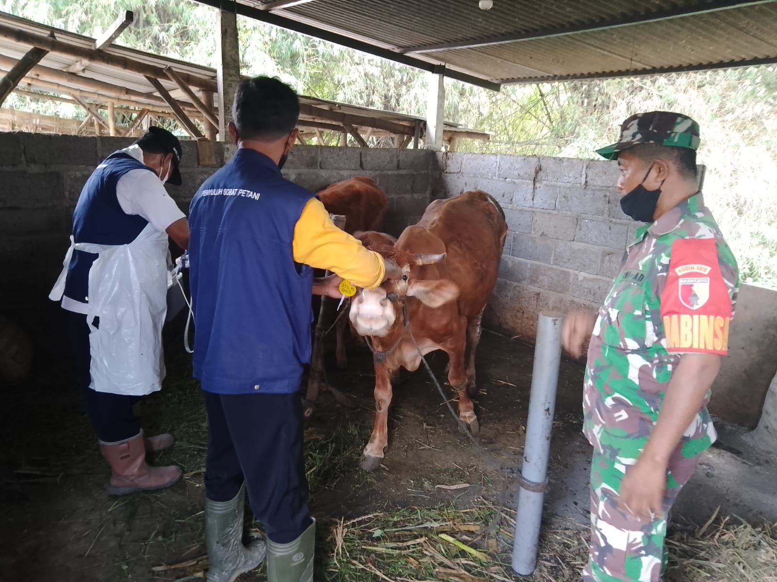 Babinsa Sidorejo Suntik 36 Sapi