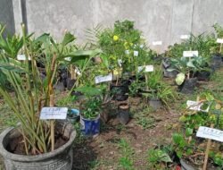 "Toga Mawar" Banjarwungu Masuk Dalam Penilaian Lomba Asman Toga